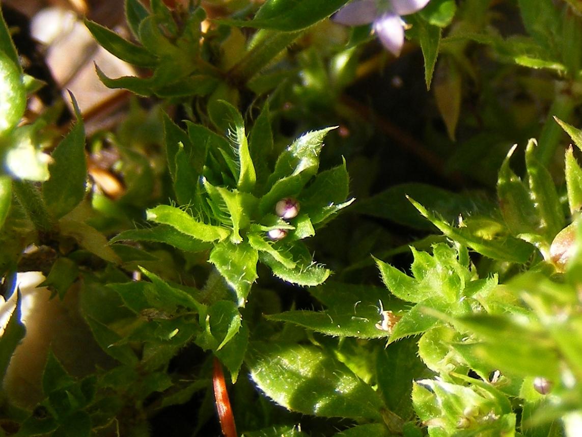 Sherardia arvensis / Toccamano